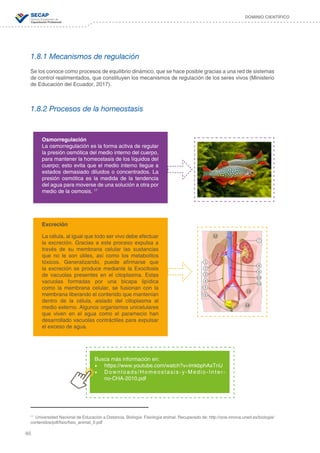 46
DOMINIO CIENTÍFICO
1.8.1 Mecanismos de regulación
Se los conoce como procesos de equilibrio dinámico, que se hace posible gracias a una red de sistemas
de control realimentados, que constituyen los mecanismos de regulación de los seres vivos (Ministerio
de Educación del Ecuador, 2017).
1.8.2 Procesos de la homeostasis
Busca más información en:
•	 https://www.youtube.com/watch?v=ImkbphAxTnU
•	 Downloads/Homeostasis-y-Medio-Inter-
no-CHA-2010.pdf
17
Universidad Nacional de Educación a Distancia. Biología: Fisiología animal. Recuperado de: http://ocw.innova.uned.es/biologia/
contenidos/pdf/fisio/fisio_animal_II.pdf
Osmorregulación
La osmorregulación es la forma activa de regular
la presión osmótica del medio interno del cuerpo,
para mantener la homeostasis de los líquidos del
cuerpo; esto evita que el medio interno llegue a
estados demasiado diluidos o concentrados. La
presión osmótica es la medida de la tendencia
del agua para moverse de una solución a otra por
medio de la osmosis. 17
Excreción
La célula, al igual que todo ser vivo debe efectuar
la excreción. Gracias a este proceso expulsa a
través de su membrana celular las sustancias
que no le son útiles, así como los metabolitos
tóxicos. Generalizando, puede afirmarse que
la excreción se produce mediante la Exocitosis
de vacuolas presentes en el citoplasma. Estas
vacuolas formadas por una bicapa lipídica
como la membrana celular, se fusionan con la
membrana liberando el contenido que mantenían
dentro de la célula, aislado del citoplasma al
medio externo. Algunos organismos unicelulares
que viven en el agua como el paramecio han
desarrollado vacuolas contráctiles para expulsar
el exceso de agua.
 
