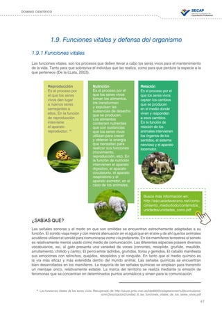 47
DOMINIO CIENTÍFICO
1.9.1 Funciones vitales
Las funciones vitales, son los procesos que deben llevar a cabo los seres vivos para el mantenimiento
de la vida. Tanto para que sobreviva el individuo que las realiza, como para que perdure la especie a la
que pertenece (De la LLata, 2003).
¿SABÍAS QUE?
Las señales sonoras y el modo en que son emitidas se encuentran estrechamente adaptadas a su
función. El sonido viaja mejor y con menos atenuación en el agua que en el aire y de ahí que los animales
acuáticos utilicen el sonido para comunicarse como vía preferente. En los mamíferos terrestres el sonido
es relativamente menos usado como medio de comunicación. Las diferentes especies poseen diversos
vocabularios, así, el gato presenta una variedad de voces (ronroneo, resoplido, gruñido, maullido,
arrullamiento, chillido y canto). El perro emite ladridos, gruñidos, lloros y gemidos. El caballo manifiesta
sus emociones con relinchos, quejidos, resoplidos y el ronquido. En tanto que el medio químico es
la vía más eficaz y más extendida dentro del mundo animal. Las señales químicas se encuentran
bien desarrolladas en los mamíferos. La mayoría de las señales químicas se emplean para transmitir
un mensaje único, relativamente estable. La marca del territorio se realiza mediante la emisión de
feromonas que se concentran en determinados puntos aromáticos y sirven para la comunicación.
1.9. Funciones vitales y defensa del organismo
Reproducción
Es el proceso por
el que los seres
vivos dan lugar
a nuevos seres
semejantes a
ellos. En la función
de reproducción
interviene
el aparato
reproductor. 18
Relación
Es el proceso por el
que los seres vivos
captan los cambios
que se producen
en el medio donde
viven y responden
a esos cambios.
En la función de
relación de los
animales intervienen
los órganos de los
sentidos, el sistema
nervioso y el aparato
locomotor.
Nutrición
Es el proceso por el
que los seres vivos
toman los alimentos,
los transforman
y expulsan las
sustancias de desecho
que se producen.
Los alimentos
contienen nutrientes
que son sustancias
que los seres vivos
utilizan para crecer
y obtener la energía
que necesitan para
realizar sus funciones
(movimiento,
reproducción, etc). En
la función de nutrición
intervienen el aparato
digestivo, el aparato
circulatorio, el aparato
respiratorio y el
aparato excretor; en el
caso de los animales.
18
Las funciones vitales de los seres vivos. Recuperado de: http://sauce.pntic.mec.es/lded0003/adaptaciones%20curriculares/
ccnn/2eso/opcion2/unidad_8_las_funciones_vitales_de_los_seres_vivos.pdf
Busca más información en:
http://escueladeverano.net/cono-
cimiento_medio/todo/contenidos_
unidades/unidades_cono.pdf
 