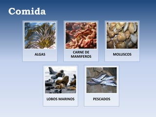 Comida
ALGAS
CARNE DE
MAMIFEROS
MOLUSCOS
LOBOS MARINOS PESCADOS