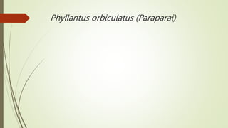 Phyllantus orbiculatus (Paraparai)
 