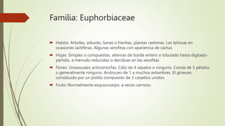 Familia: Euphorbiaceae
 Habito: Arboles, arbusto, lianas o hierbas, plantas rastreras. Las leñosas en
ocasiones lactífera...