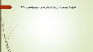 Phyllanthus corcovadensis (Piedrita)
 