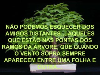 NÃO PODEMOS ESQUECER DOS
 AMIGOS DISTANTES… AQUELES
  QUE ESTÃO NAS PONTAS DOS
RAMOS DA ÁRVORE, QUE QUANDO
    O VENTO SOPRA SEMPRE
 APARECEM ENTRE UMA FOLHA E
           OUTRA…
 