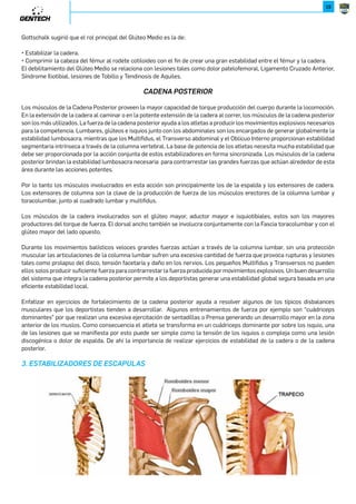 14 
CAP. 1 / PILAR PRINCIPAL Y CALIDAD DE MOVIMIENTOS 
lateral del tronco. Incluso corredores con una mala estabilidad dinámica de la pelvis disminuirán la longitud de la zancada 
arrastrando más los pies para reducir la fuerza de reacción al contactar contra el piso. La debilidad del glúteo medio tiene 
implicancia en toda la cadena de movimiento. 
*-*9=*,287.-.505=.86.-28.75*/*.-.*98B8 
Ahora descubrimos mas razones para mantener trabajando a este músculo crucial. Es tiempo de tener una nueva visión 
del glúteo medio, el hecho es que la función básica de este músculo no ha sido muy apreciada hasta hace muy poco. Como 
vimos antes al Glúteo Medio se lo conoce con el rol de estabilizar la pelvis de la pierna de soporte durante la marcha, 
previniendo la caída de la pelvis del lado opuesto (Trendelenburg) sin embargo este pequeño pero valioso músculo juega 
un rol aun más extensivo. 
{:^ĕQJLNNW]XWLNNUPUČ]NXVNMRX( 
(…también contribuye en la estabilidad anterior de la cadera cuando esta se encuentra extendida). 
El músculo se divide en 3 componentes iguales, anterior, medio y posterior. Las fibras de la porción posterior corren casi 
paralelas al cuello del fémur, mientras que las fibras medias y anteriores corren verticales desde la cresta iliaca al trocánter 
mayor. 
Cada una de estas tres partes posee su propia inervación lo cual las transforma en independientes una de otras. 
Las fibras posteriores se encontraran mas activas en el momento del contacto del talón y luego el músculo comienza 
progresivamente a activarse de la fase posterior a la anterior cuando ocurre el movimiento. En otras palabras la porción 
frontal del músculo (quien en anatomía es similar al TFL) se encuentra mas activa durante toda la fase de apoyo mientras 
que las fibras posteriores son mas fuertes en el inicio de la fase. 
 