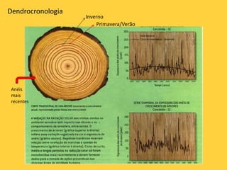 Dendrocronologia
Anéis
mais
recentes
Primavera/Verão
Inverno
 