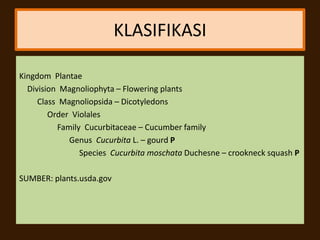 KLASIFIKASI
Kingdom Plantae
Division Magnoliophyta – Flowering plants
Class Magnoliopsida – Dicotyledons
Order Violales
Family Cucurbitaceae – Cucumber family
Genus Cucurbita L. – gourd P
Species Cucurbita moschata Duchesne – crookneck squash P
SUMBER: plants.usda.gov
 