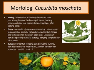 Morfologi Cucurbita moschata
• Batang : merambat atau menjalar cukup kuat,
bercabang banyak, berbulu agak tajam, batang
berwarna hijau tua, bentuk batang segitiga, sifat
batang berair
• Daun : menyirip, ujungnya agak runcing, tulang daun
tampak jelas, berbulu halus dan agak lembek hingga
bila terkena sinar matahari agak layu. Letak daun
berselang seling diantara batang, panjang tangkai daun
15 – 20 cm
• Bunga : berbentuk lonceng dan berwarna kuning,
bersifat uniseksual-monoesius, jumlah kelopak dan
mahkota terdiri dari 5
 