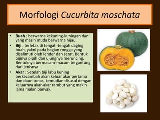 Morfologi Cucurbita moschata
• Buah : berwarna kekuning-kuningan dan
yang masih muda berwarna hijau.
• Biji : terletak di tengah-tengah daging
buah, yakni pada bagian rongga yang
diselimuti oleh lender dan serat. Bentuk
bijinya pipih dan ujungnya meruncing.
Bentuknya bermacam-macam tergantung
dari jenisnya
• Akar : Setelah biji labu kuning
berkecambah akan keluar akar pertama
dan daun tunas, kemudian disusul dengan
keluarnya akar-akar rambut yang makin
lama makin banyak.
 