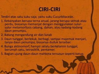 CIRI-CIRI
Terdiri atas satu suku saja, yaitu suku Cucurbitaceae.
1. Kebanyakan berupa terna anual, jarang berupa semak atau
perdu, biasanya memanjat dengan menggunakan sulur-
sulur metamorfosis cabang, dahan, atau kadang-kadang
daun penumpu.
2. Batang mengandung air dan lunak
3. Daun tunggal, berlekuk, berbagi, sampai majemuk menjari,
tanpa daun penumpu, biasanya duduk tersebar.
4. Bunga aktinomorf, hampir selalu berkelamin tunggal,
berumah satu, tetrasiklik, pentamer.
5. Bagian ujung daun-daun mahkota tersusun seperti katup.
 