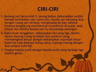CIRI-CIRI
5. Benang sari berjumlah 5, jarang bebas, kebanyakan sedikit
banyak berlekatan satu sama lain, kepala sari beruang dua,
dengan ruang sari terlipat, menghadap ke luar, kelima-
limanya bergabung membentuk sinandrium di pusat, atau
empat dari kelima kepala sari itu berpasang-pasangan.
6. Bakal buah tenggelam, kebanyakan beruang tiga, dalam,
dalam masing ruang terdapat dua tembuni yang
membengkok keluar dengan kebanyakan sejumlah besar
bakal biji (ada kalanya hanya satu), masing-masing dengan
dua selaput kulit biji.
7. Tangkai kepala putik dengan kepala putik yang berbagi tiga
seperti garpu.
 