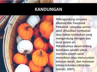 KANDUNGAN
Mengandung senyawa
Alkaloid dan flavonoid.
Alkaloid : senyawa amino
aktif, dihasilkan tumbuhan
atau bahan tumbuhan yang
mengandung nitrogen dan
larut dalam air.
Manfaatnya dalam bidang
kesehatan adalah untuk
memacu sistem saraf,
menaikkan atau menurunkan
tekanan darah, dan melawan
infeksi mikrobia (Widi dan
Indriati, 2007).
 