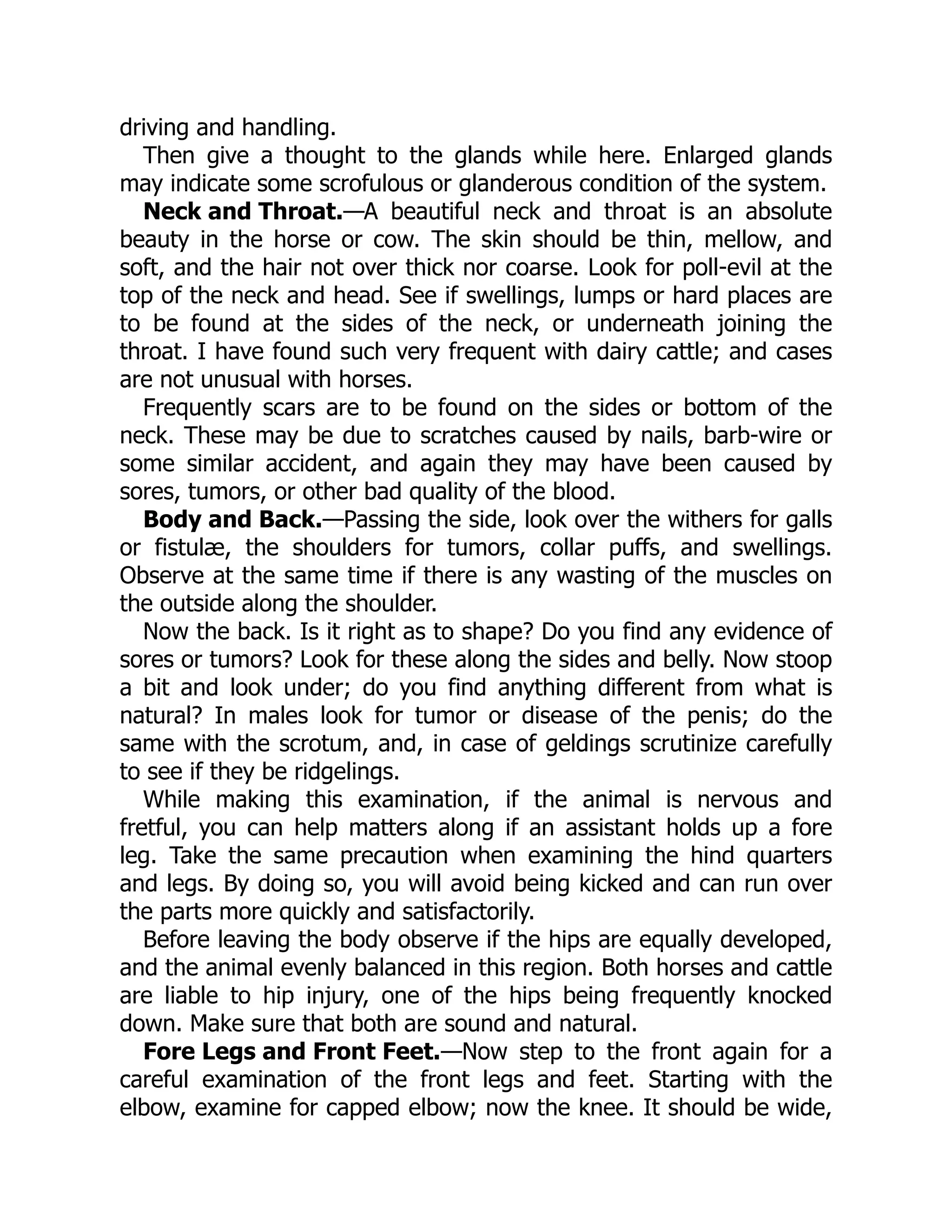 Neck and Throat.
Body and Back.
Fore Legs and Front Feet.
driving and handling.
Then give a thought to the glands while here. Enlarged glands
may indicate some scrofulous or glanderous condition of the system.
—A beautiful neck and throat is an absolute
beauty in the horse or cow. The skin should be thin, mellow, and
soft, and the hair not over thick nor coarse. Look for poll-evil at the
top of the neck and head. See if swellings, lumps or hard places are
to be found at the sides of the neck, or underneath joining the
throat. I have found such very frequent with dairy cattle; and cases
are not unusual with horses.
Frequently scars are to be found on the sides or bottom of the
neck. These may be due to scratches caused by nails, barb-wire or
some similar accident, and again they may have been caused by
sores, tumors, or other bad quality of the blood.
—Passing the side, look over the withers for galls
or fistulæ, the shoulders for tumors, collar puffs, and swellings.
Observe at the same time if there is any wasting of the muscles on
the outside along the shoulder.
Now the back. Is it right as to shape? Do you find any evidence of
sores or tumors? Look for these along the sides and belly. Now stoop
a bit and look under; do you find anything different from what is
natural? In males look for tumor or disease of the penis; do the
same with the scrotum, and, in case of geldings scrutinize carefully
to see if they be ridgelings.
While making this examination, if the animal is nervous and
fretful, you can help matters along if an assistant holds up a fore
leg. Take the same precaution when examining the hind quarters
and legs. By doing so, you will avoid being kicked and can run over
the parts more quickly and satisfactorily.
Before leaving the body observe if the hips are equally developed,
and the animal evenly balanced in this region. Both horses and cattle
are liable to hip injury, one of the hips being frequently knocked
down. Make sure that both are sound and natural.
—Now step to the front again for a
careful examination of the front legs and feet. Starting with the
elbow, examine for capped elbow; now the knee. It should be wide,
 