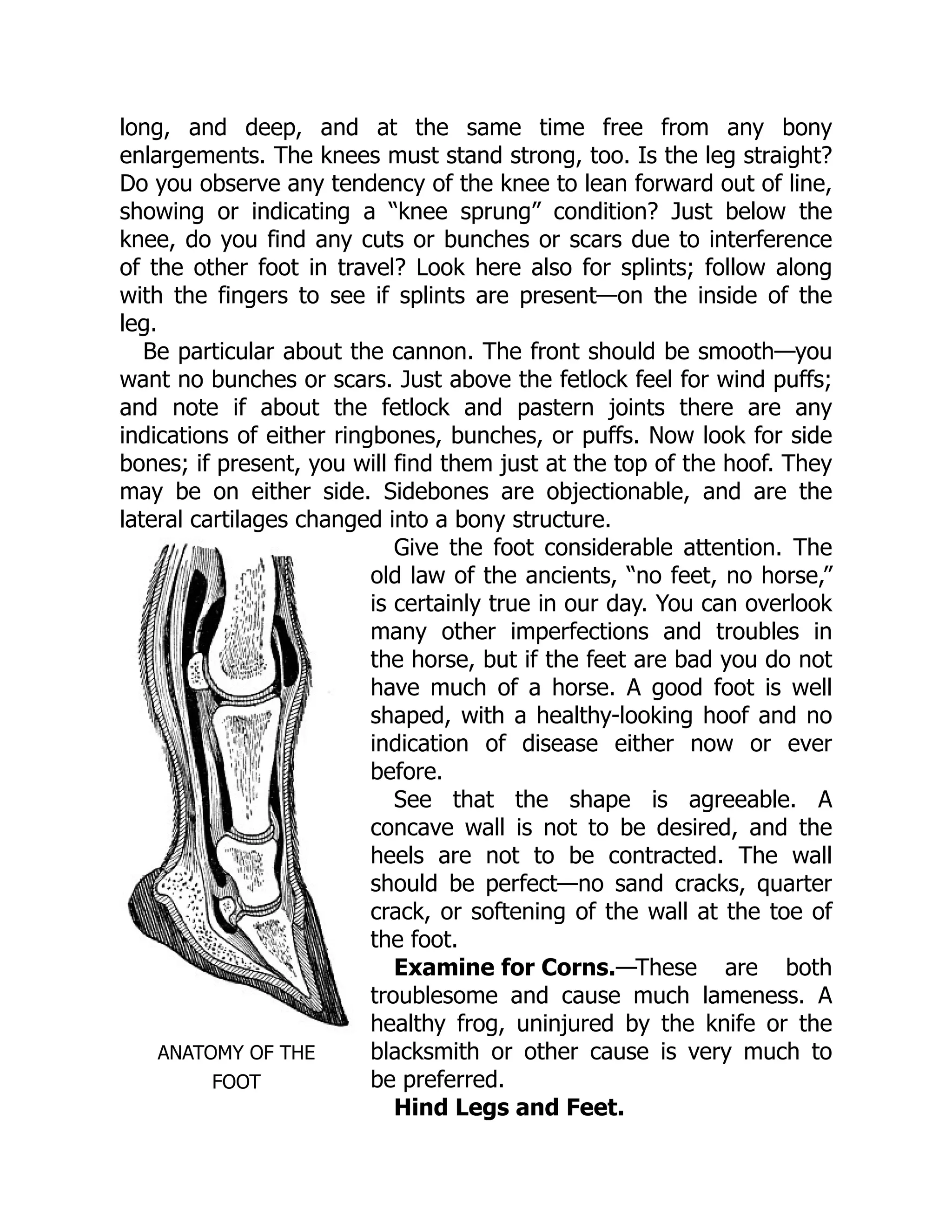 ANATOMY OF THE
FOOT
Examine for Corns.
Hind Legs and Feet.
long, and deep, and at the same time free from any bony
enlargements. The knees must stand strong, too. Is the leg straight?
Do you observe any tendency of the knee to lean forward out of line,
showing or indicating a “knee sprung” condition? Just below the
knee, do you find any cuts or bunches or scars due to interference
of the other foot in travel? Look here also for splints; follow along
with the fingers to see if splints are present—on the inside of the
leg.
Be particular about the cannon. The front should be smooth—you
want no bunches or scars. Just above the fetlock feel for wind puffs;
and note if about the fetlock and pastern joints there are any
indications of either ringbones, bunches, or puffs. Now look for side
bones; if present, you will find them just at the top of the hoof. They
may be on either side. Sidebones are objectionable, and are the
lateral cartilages changed into a bony structure.
Give the foot considerable attention. The
old law of the ancients, “no feet, no horse,”
is certainly true in our day. You can overlook
many other imperfections and troubles in
the horse, but if the feet are bad you do not
have much of a horse. A good foot is well
shaped, with a healthy-looking hoof and no
indication of disease either now or ever
before.
See that the shape is agreeable. A
concave wall is not to be desired, and the
heels are not to be contracted. The wall
should be perfect—no sand cracks, quarter
crack, or softening of the wall at the toe of
the foot.
—These are both
troublesome and cause much lameness. A
healthy frog, uninjured by the knife or the
blacksmith or other cause is very much to
be preferred.
 