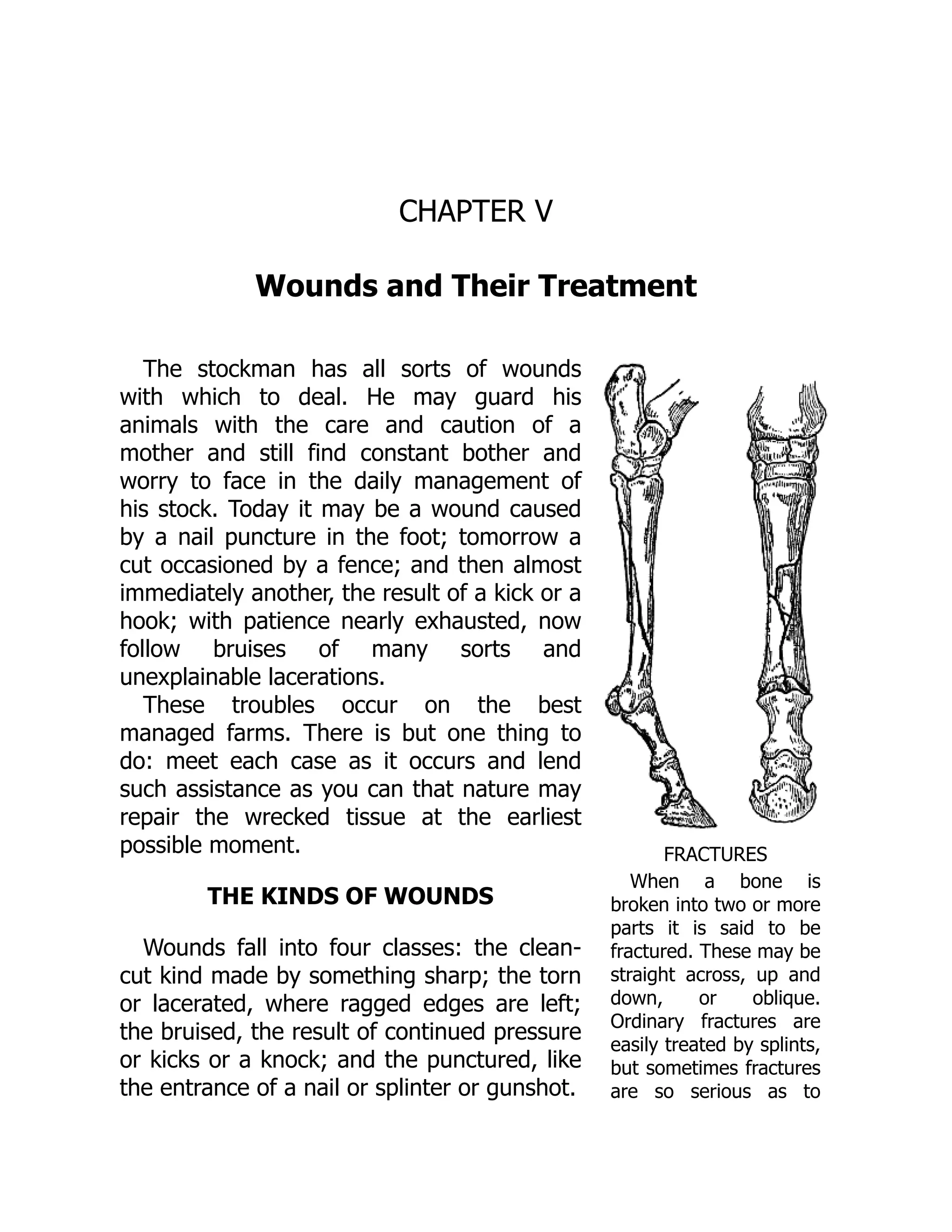 FRACTURES
When a bone is
broken into two or more
parts it is said to be
fractured. These may be
straight across, up and
down, or oblique.
Ordinary fractures are
easily treated by splints,
but sometimes fractures
are so serious as to
CHAPTER V
Wounds and Their Treatment
The stockman has all sorts of wounds
with which to deal. He may guard his
animals with the care and caution of a
mother and still find constant bother and
worry to face in the daily management of
his stock. Today it may be a wound caused
by a nail puncture in the foot; tomorrow a
cut occasioned by a fence; and then almost
immediately another, the result of a kick or a
hook; with patience nearly exhausted, now
follow bruises of many sorts and
unexplainable lacerations.
These troubles occur on the best
managed farms. There is but one thing to
do: meet each case as it occurs and lend
such assistance as you can that nature may
repair the wrecked tissue at the earliest
possible moment.
THE KINDS OF WOUNDS
Wounds fall into four classes: the clean-
cut kind made by something sharp; the torn
or lacerated, where ragged edges are left;
the bruised, the result of continued pressure
or kicks or a knock; and the punctured, like
the entrance of a nail or splinter or gunshot.
 