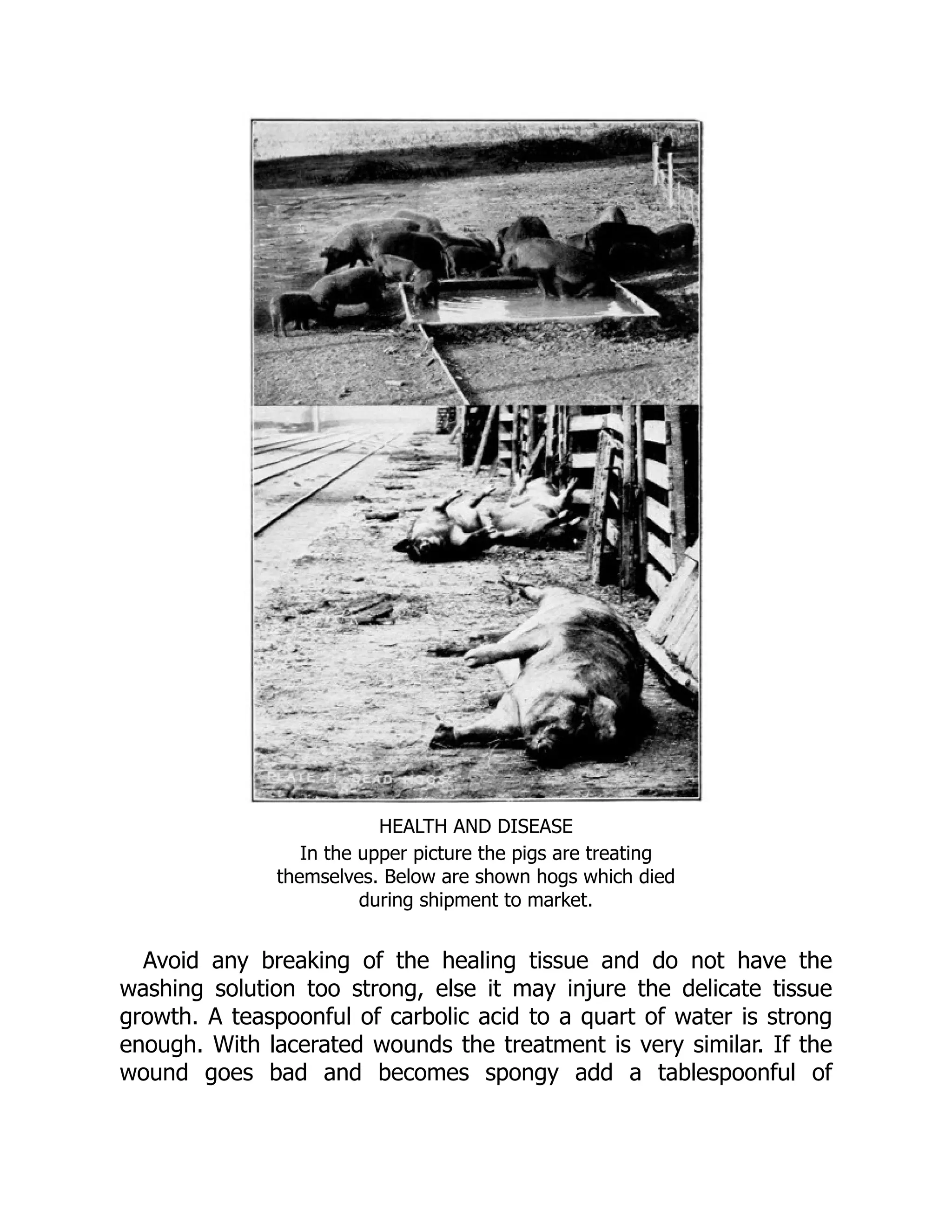 HEALTH AND DISEASE
In the upper picture the pigs are treating
themselves. Below are shown hogs which died
during shipment to market.
Avoid any breaking of the healing tissue and do not have the
washing solution too strong, else it may injure the delicate tissue
growth. A teaspoonful of carbolic acid to a quart of water is strong
enough. With lacerated wounds the treatment is very similar. If the
wound goes bad and becomes spongy add a tablespoonful of
 