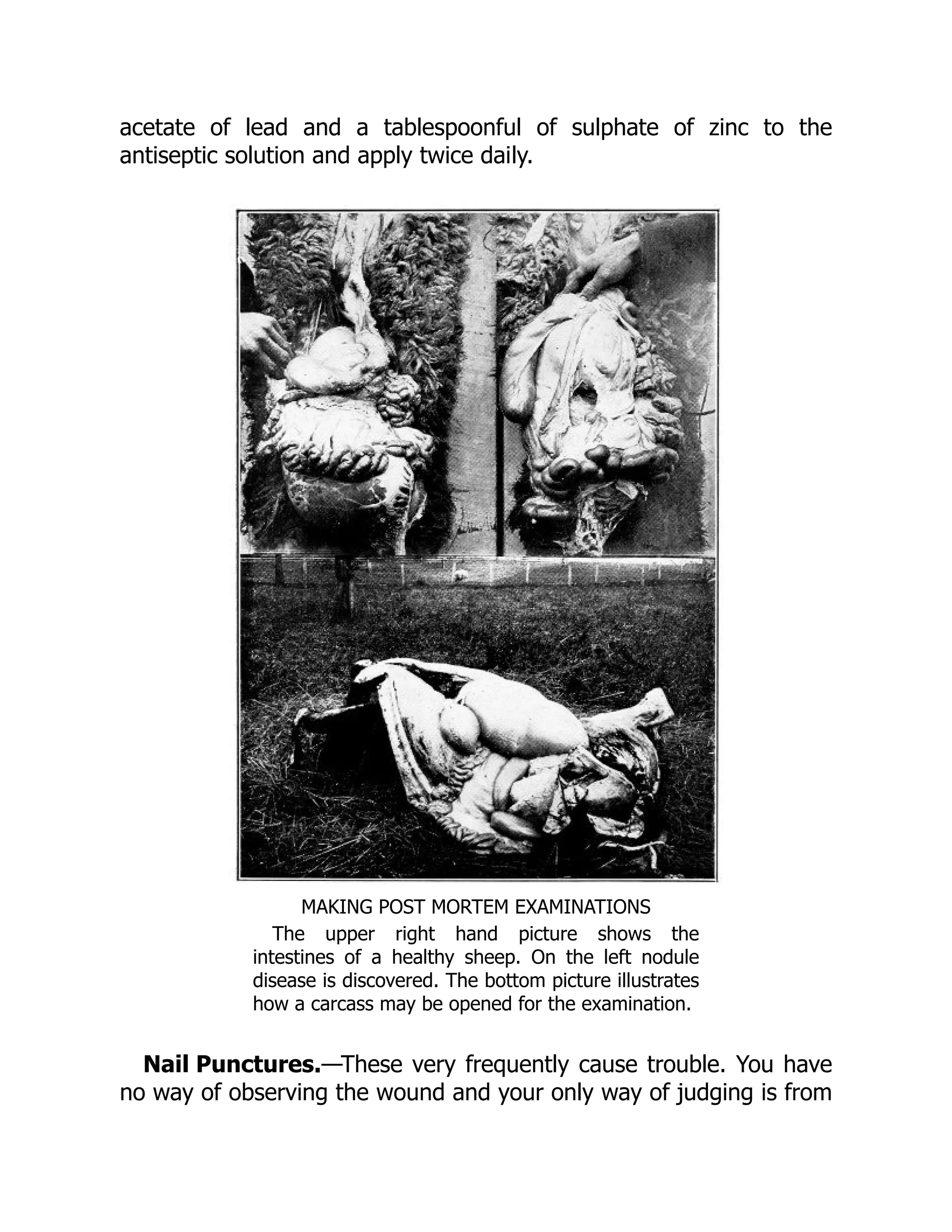 Nail Punctures.
acetate of lead and a tablespoonful of sulphate of zinc to the
antiseptic solution and apply twice daily.
MAKING POST MORTEM EXAMINATIONS
The upper right hand picture shows the
intestines of a healthy sheep. On the left nodule
disease is discovered. The bottom picture illustrates
how a carcass may be opened for the examination.
—These very frequently cause trouble. You have
no way of observing the wound and your only way of judging is from
 