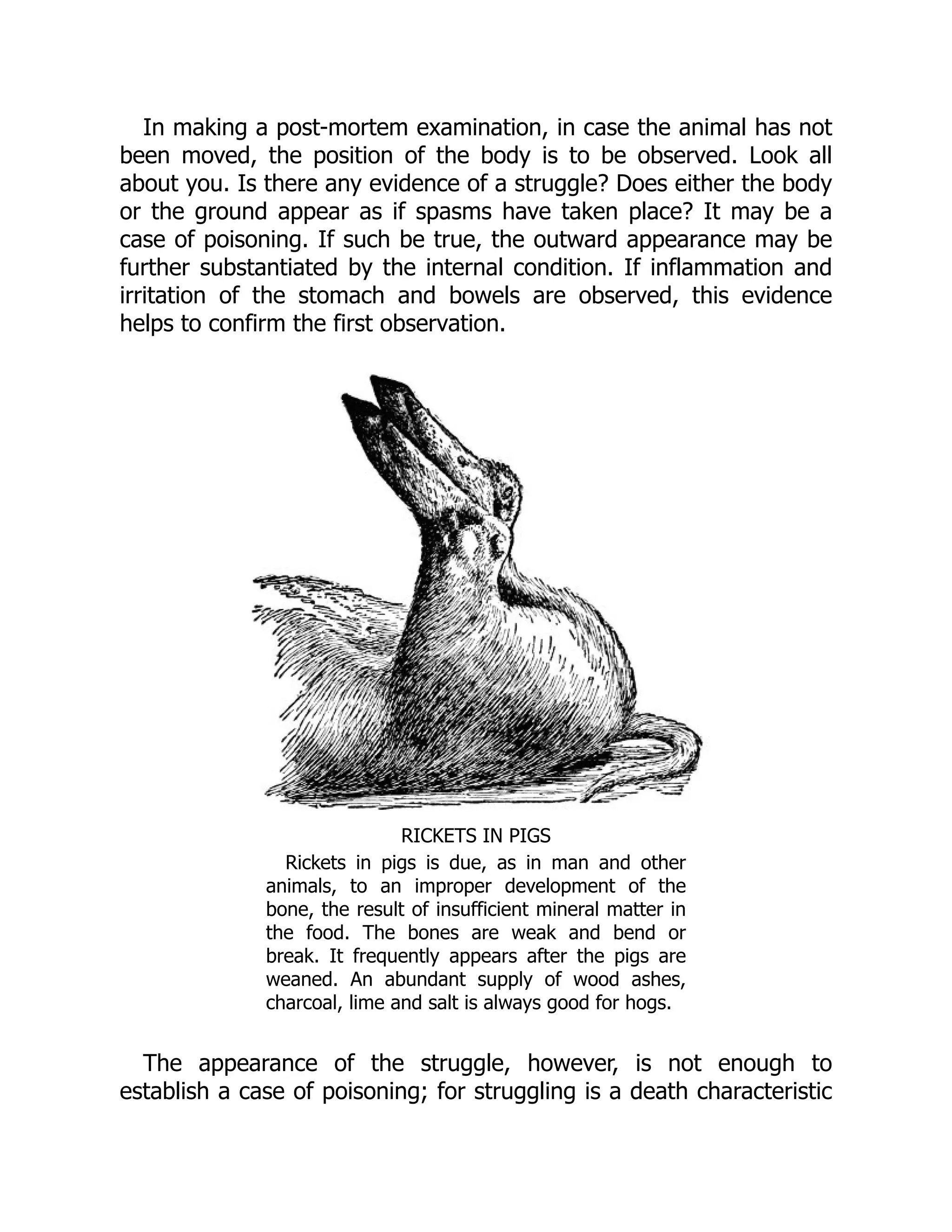 In making a post-mortem examination, in case the animal has not
been moved, the position of the body is to be observed. Look all
about you. Is there any evidence of a struggle? Does either the body
or the ground appear as if spasms have taken place? It may be a
case of poisoning. If such be true, the outward appearance may be
further substantiated by the internal condition. If inflammation and
irritation of the stomach and bowels are observed, this evidence
helps to confirm the first observation.
RICKETS IN PIGS
Rickets in pigs is due, as in man and other
animals, to an improper development of the
bone, the result of insufficient mineral matter in
the food. The bones are weak and bend or
break. It frequently appears after the pigs are
weaned. An abundant supply of wood ashes,
charcoal, lime and salt is always good for hogs.
The appearance of the struggle, however, is not enough to
establish a case of poisoning; for struggling is a death characteristic
 