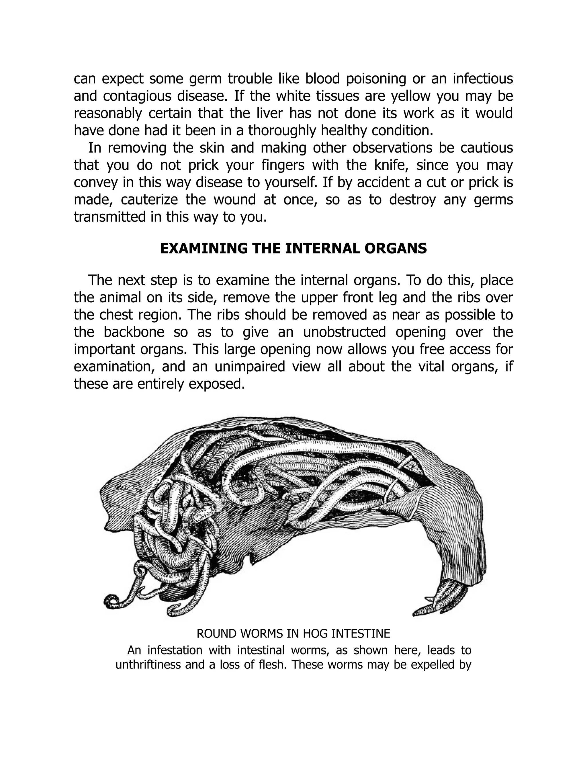 can expect some germ trouble like blood poisoning or an infectious
and contagious disease. If the white tissues are yellow you may be
reasonably certain that the liver has not done its work as it would
have done had it been in a thoroughly healthy condition.
In removing the skin and making other observations be cautious
that you do not prick your fingers with the knife, since you may
convey in this way disease to yourself. If by accident a cut or prick is
made, cauterize the wound at once, so as to destroy any germs
transmitted in this way to you.
EXAMINING THE INTERNAL ORGANS
The next step is to examine the internal organs. To do this, place
the animal on its side, remove the upper front leg and the ribs over
the chest region. The ribs should be removed as near as possible to
the backbone so as to give an unobstructed opening over the
important organs. This large opening now allows you free access for
examination, and an unimpaired view all about the vital organs, if
these are entirely exposed.
ROUND WORMS IN HOG INTESTINE
An infestation with intestinal worms, as shown here, leads to
unthriftiness and a loss of flesh. These worms may be expelled by
 