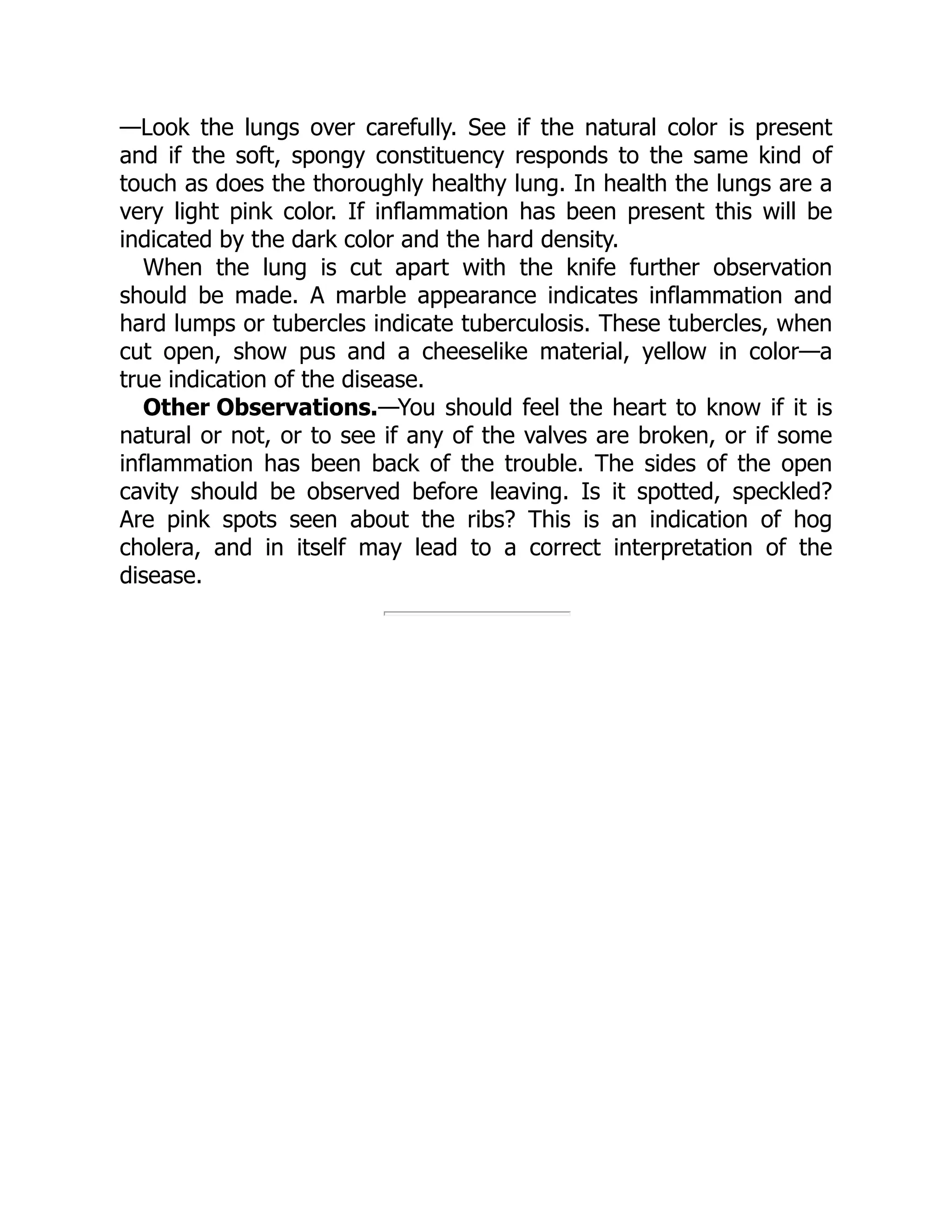 Other Observations.
—Look the lungs over carefully. See if the natural color is present
and if the soft, spongy constituency responds to the same kind of
touch as does the thoroughly healthy lung. In health the lungs are a
very light pink color. If inflammation has been present this will be
indicated by the dark color and the hard density.
When the lung is cut apart with the knife further observation
should be made. A marble appearance indicates inflammation and
hard lumps or tubercles indicate tuberculosis. These tubercles, when
cut open, show pus and a cheeselike material, yellow in color—a
true indication of the disease.
—You should feel the heart to know if it is
natural or not, or to see if any of the valves are broken, or if some
inflammation has been back of the trouble. The sides of the open
cavity should be observed before leaving. Is it spotted, speckled?
Are pink spots seen about the ribs? This is an indication of hog
cholera, and in itself may lead to a correct interpretation of the
disease.
 