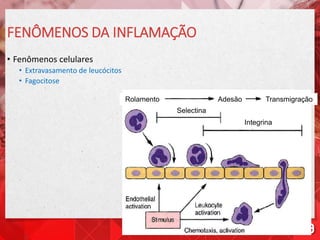 FENÔMENOS DA INFLAMAÇÃO
• Fenômenos celulares
• Extravasamento de leucócitos
• Fagocitose
Rolamento Adesão Transmigração
Selectina
Integrina
 