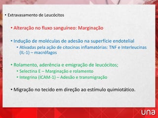• Extravasamento de Leucócitos
• Alteração no fluxo sanguíneo: Marginação
• Indução de moléculas de adesão na superfície endotelial
• Ativadas pela ação de citocinas inflamatórias: TNF e Interleucinas
(IL-1) – macrófagos
• Rolamento, aderência e emigração de leucócitos;
• Selectina E – Marginação e rolamento
• Integrina (ICAM-1) – Adesão e transmigração
• Migração no tecido em direção ao estímulo quimiotático.
 