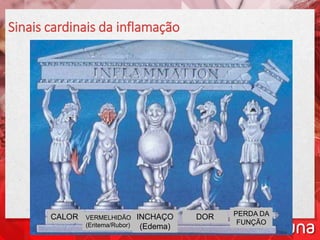 Sinais cardinais da inflamação
CALOR VERMELHIDÃO
(Eritema/Rubor)
INCHAÇO
(Edema)
DOR PERDA DA
FUNÇÃO
 