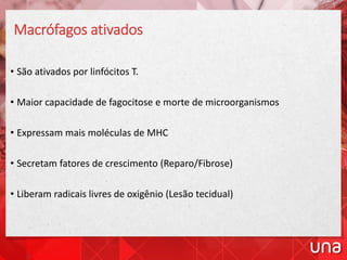 Macrófagos ativados
• São ativados por linfócitos T.
• Maior capacidade de fagocitose e morte de microorganismos
• Expressam mais moléculas de MHC
• Secretam fatores de crescimento (Reparo/Fibrose)
• Liberam radicais livres de oxigênio (Lesão tecidual)
 
