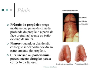 Professor: João Paulo
Pênis
 Frênulo do prepúcio: prega
mediana que passa da camada
profunda do prepúcio à parte da
face uretral adjacente ao óstio
externo da uretra.
 Fimose: quando a glande não
consegue ser exposta devido ao
estreitamento do prepúcio.
 Circuncisão ou postectomia:
procedimento cirúrgico para a
correção da fimose.
 