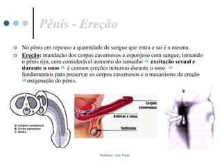 Professor: João Paulo
Pênis - Ereção
 No pênis em repouso a quantidade de sangue que entra e sai é a mesma.
 Ereção: inundação dos corpos cavernosos e esponjoso com sangue, tornando
o pênis rijo, com considerável aumento do tamanho  excitação sexual e
durante o sono  é comum ereções noturnas durante o sono 
fundamentais para preservar os corpos cavernosos e o mecanismo da ereção
oxigenação do pênis.
 