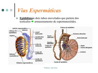 Professor: João Paulo
Vias Espermáticas
 Epidídimos: dois tubos enovelados que partem dos
testículos  armazenamento de espermatozóides.
 