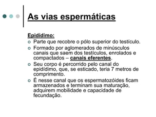 As vias espermáticas
Epidídimo:
 Parte que recobre o pólo superior do testículo.
 Formado por aglomerados de minúsculos
canais que saem dos testículos, enrolados e
compactados – canais eferentes.
 Seu corpo é percorrido pelo canal do
epidídimo, que, se esticado, teria 7 metros de
comprimento.
 É nesse canal que os espermatozóides ficam
armazenados e terminam sua maturação,
adquirem mobilidade e capacidade de
fecundação.
 