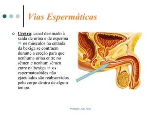 Professor: João Paulo
Vias Espermáticas
 Uretra: canal destinado à
saída de urina e de esperma
 os músculos na entrada
da bexiga se contraem
durante a ereção para que
nenhuma urina entre no
sêmen e nenhum sêmen
entre na bexiga  os
espermatozóides não
ejaculados são reabsorvidos
pelo corpo dentro de algum
tempo.
 