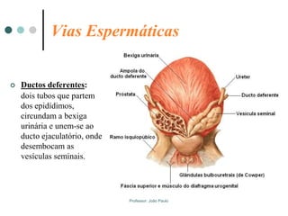 Professor: João Paulo
Vias Espermáticas
 Ductos deferentes:
dois tubos que partem
dos epidídimos,
circundam a bexiga
urinária e unem-se ao
ducto ejaculatório, onde
desembocam as
vesículas seminais.
 