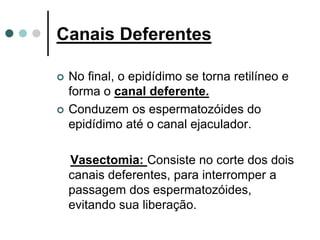 Canais Deferentes
 No final, o epidídimo se torna retilíneo e
forma o canal deferente.
 Conduzem os espermatozóides do
epidídimo até o canal ejaculador.
Vasectomia: Consiste no corte dos dois
canais deferentes, para interromper a
passagem dos espermatozóides,
evitando sua liberação.
 