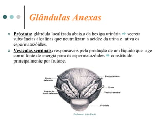 Professor: João Paulo
Glândulas Anexas
 Próstata: glândula localizada abaixo da bexiga urinária  secreta
substâncias alcalinas que neutralizam a acidez da urina e ativa os
espermatozóides.
 Vesículas seminais: responsáveis pela produção de um líquido que age
como fonte de energia para os espermatozóides  constituído
principalmente por frutose.
 