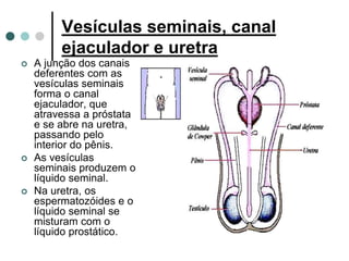 Vesículas seminais, canal
ejaculador e uretra
 A junção dos canais
deferentes com as
vesículas seminais
forma o canal
ejaculador, que
atravessa a próstata
e se abre na uretra,
passando pelo
interior do pênis.
 As vesículas
seminais produzem o
líquido seminal.
 Na uretra, os
espermatozóides e o
líquido seminal se
misturam com o
líquido prostático.
 