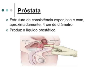 Próstata
 Estrutura de consistência esponjosa e com,
aproximadamente, 4 cm de diâmetro.
 Produz o líquido prostático.
 