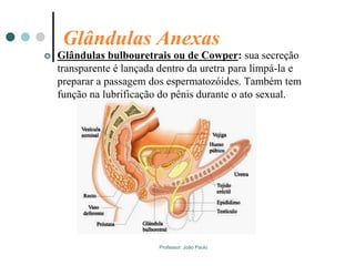 Professor: João Paulo
Glândulas Anexas
 Glândulas bulbouretrais ou de Cowper: sua secreção
transparente é lançada dentro da uretra para limpá-la e
preparar a passagem dos espermatozóides. Também tem
função na lubrificação do pênis durante o ato sexual.
 
