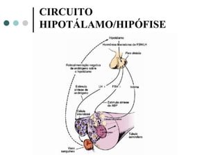 Professor: João Paulo
CIRCUITO
HIPOTÁLAMO/HIPÓFISE
 