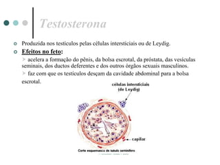 Professor: João Paulo
Testosterona
 Produzida nos testículos pelas células intersticiais ou de Leydig.
 Efeitos no feto:
 acelera a formação do pênis, da bolsa escrotal, da próstata, das vesículas
seminais, dos ductos deferentes e dos outros órgãos sexuais masculinos.
 faz com que os testículos desçam da cavidade abdominal para a bolsa
escrotal.
 