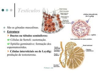 Professor: João Paulo
Testículos
 São as gônadas masculinas.
 Estrutura:
 Ductos ou túbulos seminíferos:
 Células de Sertoli: sustentação.
 Epitélio germinativo: formação dos
espermatozóides.
 Células intersticiais ou de Leydig:
produção de testosterona.
 