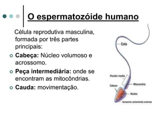 O espermatozóide humano
Célula reprodutiva masculina,
formada por três partes
principais:
 Cabeça: Núcleo volumoso e
acrossomo.
 Peça intermediária: onde se
encontram as mitocôndrias.
 Cauda: movimentação.
 