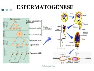 Professor: João Paulo
ESPERMATOGÊNESE
 
