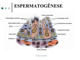 Professor: João Paulo
ESPERMATOGÊNESE
 