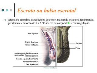 Professor: João Paulo
Escroto ou bolsa escrotal
 Afasta ou aproxima os testículos do corpo, mantendo-os a uma temperatura
geralmente em torno de 1 a 3 °C abaixo da corporal  termorregulação.
 