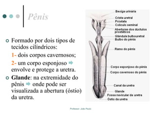 Professor: João Paulo
Pênis
 Formado por dois tipos de
tecidos cilíndricos:
1- dois corpos cavernosos;
2- um corpo esponjoso 
envolve e protege a uretra.
 Glande: na extremidade do
pênis  onde pode ser
visualizada a abertura (óstio)
da uretra.
 