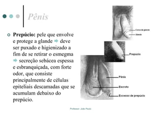 Professor: João Paulo
Pênis
 Prepúcio: pele que envolve
e protege a glande  deve
ser puxado e higienizado a
fim de se retirar o esmegma
 secreção sebácea espessa
e esbranquiçada, com forte
odor, que consiste
principalmente de células
epiteliais descamadas que se
acumulam debaixo do
prepúcio.
 