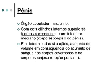 Pênis
 Órgão copulador masculino.
 Com dois cilindros internos superiores
(corpos cavernosos), e um inferior e
mediano (corpo esponjoso do pênis).
 Em determinadas situações, aumenta de
volume em conseqüência do acúmulo de
sangue nos corpos cavernosos e no
corpo esponjoso (ereção peniana).
 
