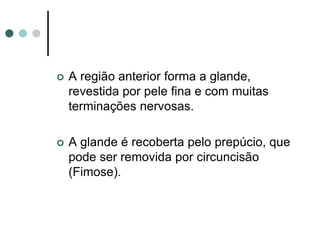  A região anterior forma a glande,
revestida por pele fina e com muitas
terminações nervosas.
 A glande é recoberta pelo prepúcio, que
pode ser removida por circuncisão
(Fimose).
 