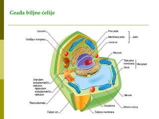 379350962-Građa-i-Funkcija-Biljne-Ćelije.ppt